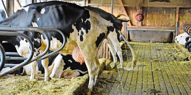 Im Stall vermischen sich – anders als auf der Weide – Kot und Harn der Tiere. Lässt man die Gülle fermentieren, wird sie pflanzenverträglicher und schonender für Regenwürmer. 