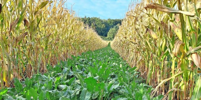 Die Extenso-Zuckerrüben im Staffelkulturanbau sind immer noch schön grün und zeigen nur wenige Cercospora-Flecken. Der Körnermais ist bald erntereif.