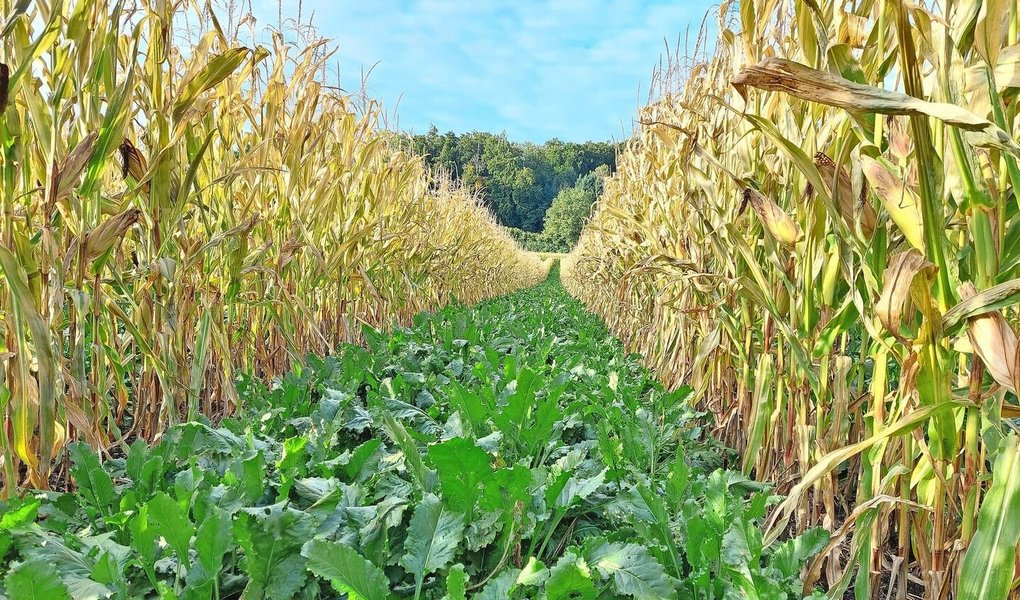 Die Extenso-Zuckerrüben im Staffelkulturanbau sind immer noch schön grün und zeigen nur wenige Cercospora-Flecken. Der Körnermais ist bald erntereif.