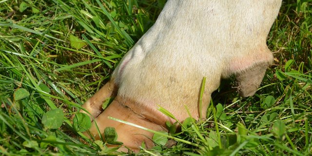 Gesunde Klauen sind entscheidend in der Rindviehhaltung. (Archivbild BauZ)