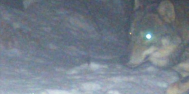 Eine Wildtierkamera hat Anfang Januar festgehalten, was die Solothurner vermuteten. Ein Wolf geht um. (Foto Wildtierkamera)