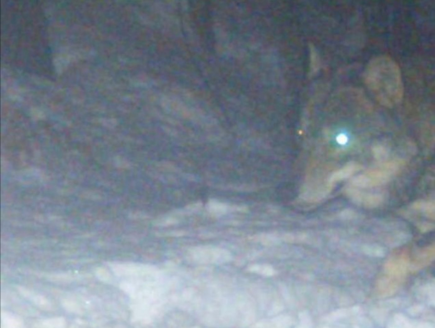 Eine Wildtierkamera hat Anfang Januar festgehalten, was die Solothurner vermuteten. Ein Wolf geht um. (Foto Wildtierkamera)