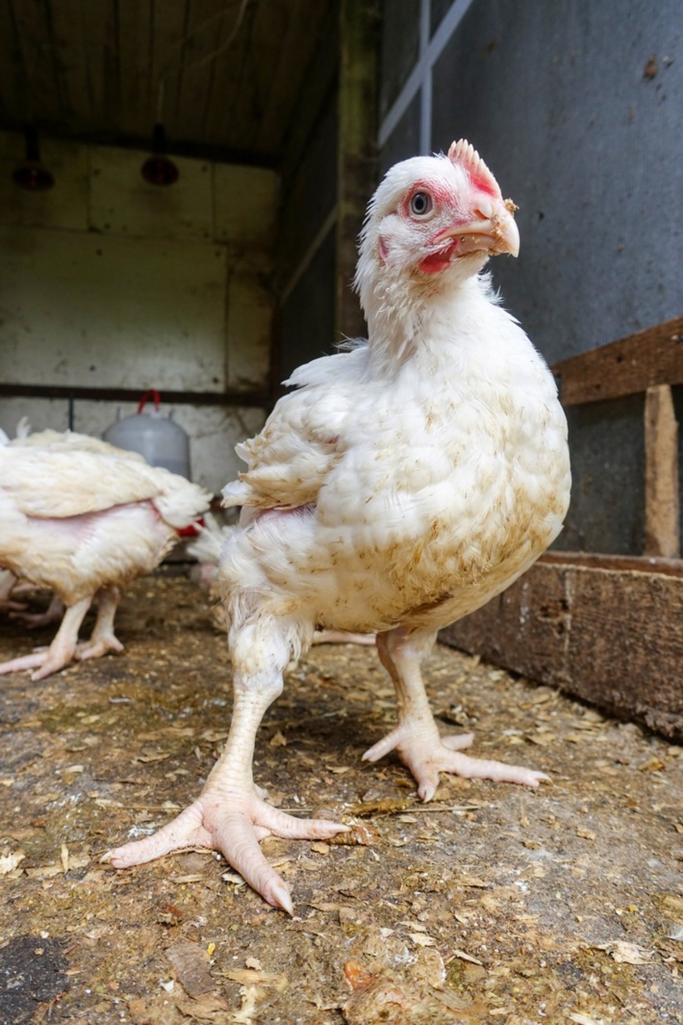 Der Zürcher Tierschutz vergleicht Masthühner mit Bodybuildern. (Bild zVg)