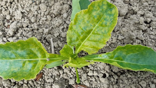 Die Aufhellung der Rübenblättern kann durch einen Deckel oder zu intensiver Herbizidvarianten verursacht werden. (Bild Luzi Schneider, SFZ)