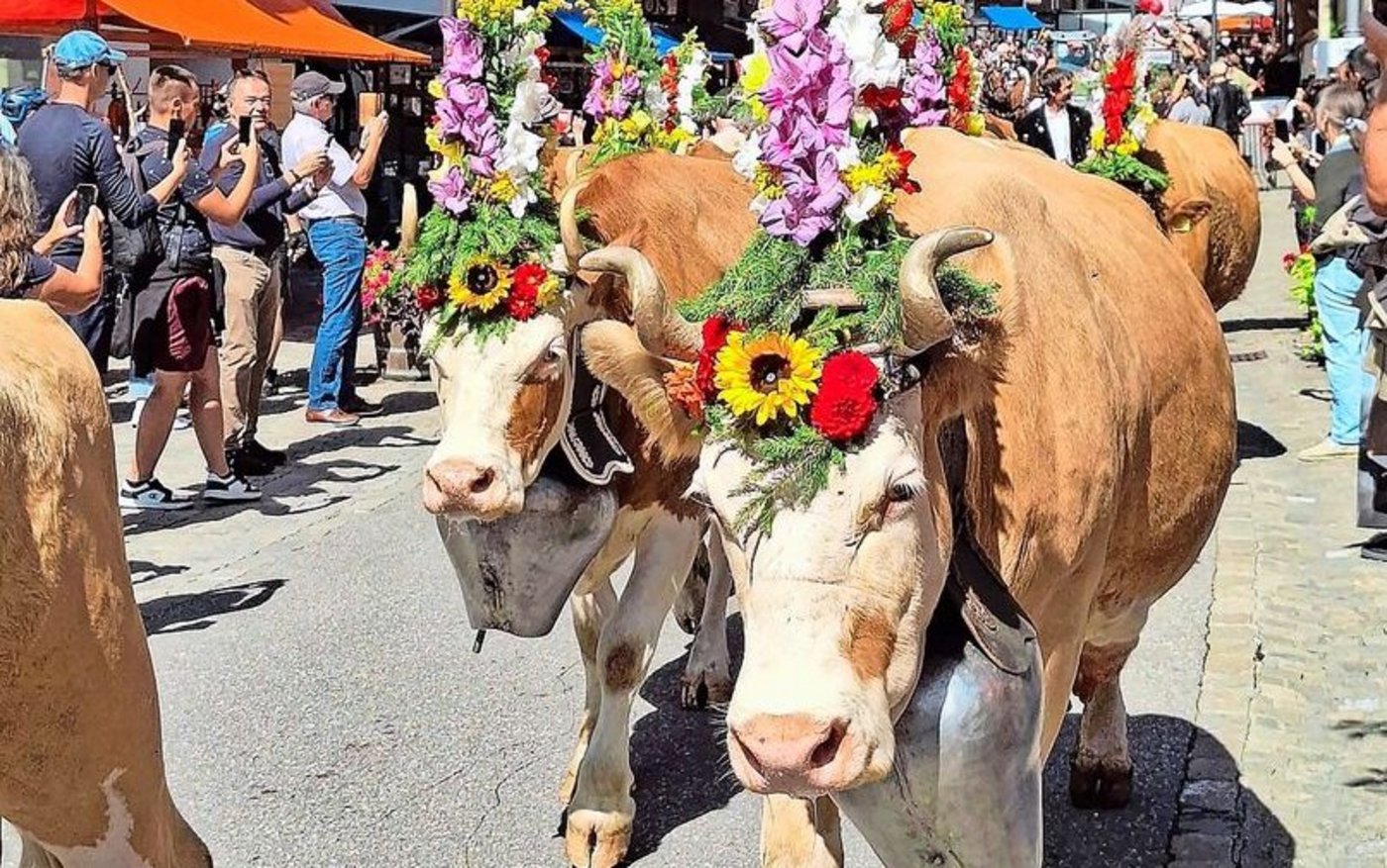 Ein Blösch beim Alpabzug im Bernischen Gstaad. Der Begriff für eine mit meist falbroter Farbe gedeckten Kuh hat die Berner Viehzucht – insbesondere die Simmentalerrasse – geprägt.  