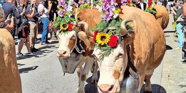Ein Blösch beim Alpabzug im Bernischen Gstaad. Der Begriff für eine mit meist falbroter Farbe gedeckten Kuh hat die Berner Viehzucht – insbesondere die Simmentalerrasse – geprägt.  