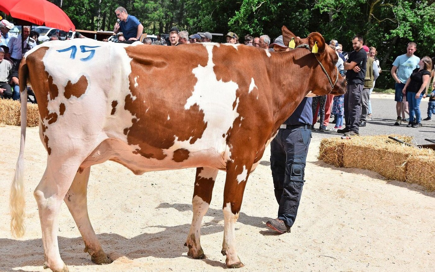 Solche Erstlingskühe sind gefragt: Primenov Elma von Cédric Leiber und Christoph Oberli, Les Reussilles, galt 4500 Franken. 