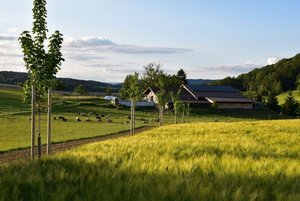 Martin Venzin hat auf dem Hof Wolfenberg ein Agroforstsystem lanciert. Der Aufwand zu Beginn ist nicht zu vernachlässigen. (Bild Martin Venzin)