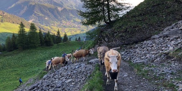 Sie kennen den Weg auf die Engstligenalp.