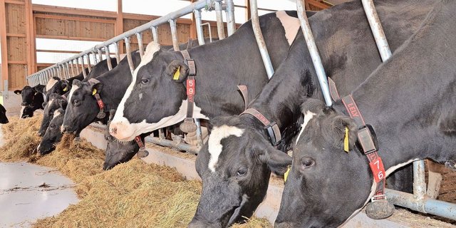 Die notwendige Ergänzung der Ration mit teurem Eiweissfutter muss sich am Milchharnstoffgehalt orientieren.