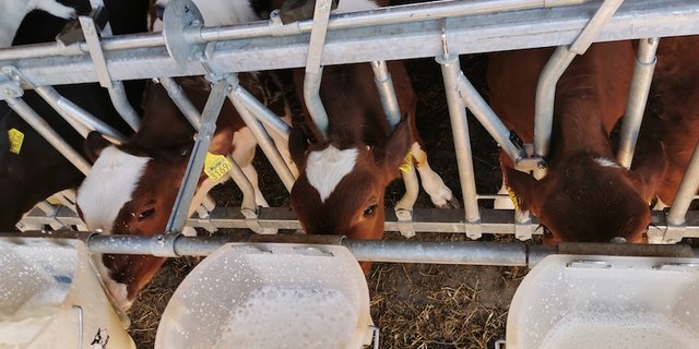 In der Milch wird Blackentee von den Kälbern gut getrunken. (Bild sb)