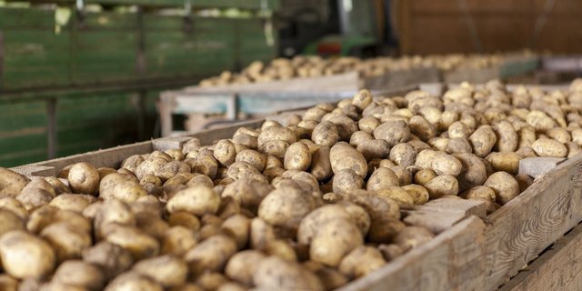Der Wirkstoff Chlorpropham hemmt bei den Lagerkartoffeln die Keimproduktion. (Bild Fotolia)