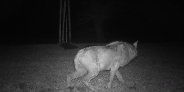 Weil der Wolf immer wieder an denselben Ort zurückkehrte, konnte er mehrmals beobachtet und fotografiert werden. (Bild zVg)