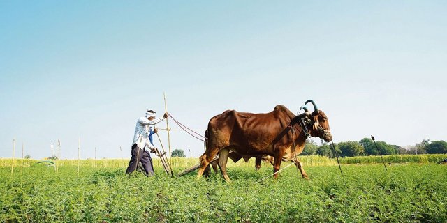 Viel Feldarbeit wird in Indien noch ohne Maschinen bewältigt. Deren Ankauf wäre zu teuer. Denn viele der Kleinbauern bewirtschaften nur zwei bis vier Hektaren Land.