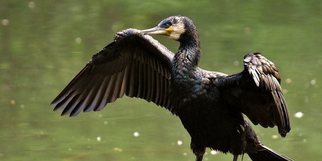 Der Kormoran bedroht in der Bodenseeregion gefährdete Fischarten. (Bild Pixabay)