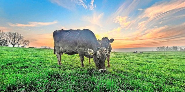 Die Original-Braunvieh-Kuh Haida zeigt eine sehr gute Fruchtbarkeit. Dies auch noch mit bald zehn Jahren auf dem Buckel.