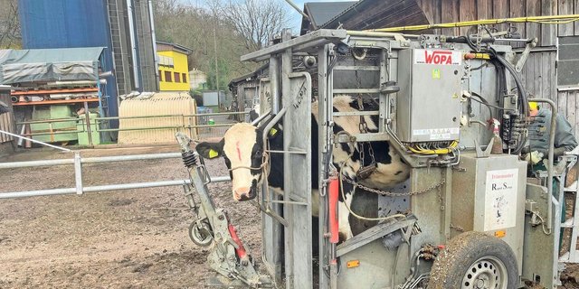 Man merkt sofort, welche Kühe bereits Erfahrung mit dem Klauenstand haben. Sie lassen das Ganze ruhig geschehen. 