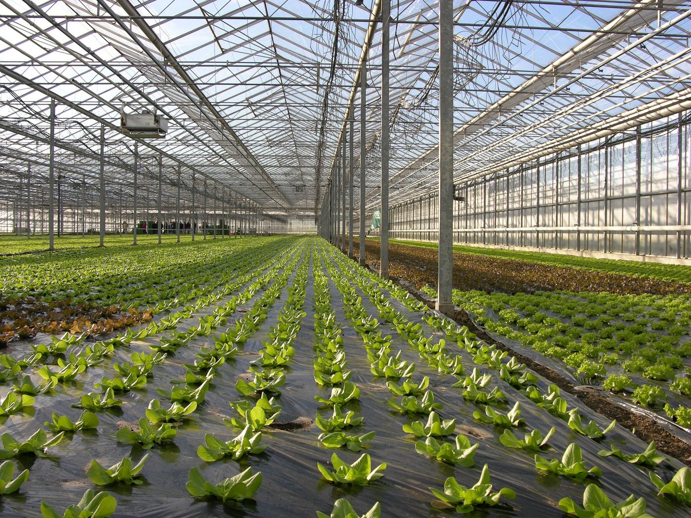 Ganz auf fossile Energie zu verzichten, wird zur Herausforderung für den Unterglas-Gemüseanbau. Das geht aus der 3. Nationalen Unterglas-Gemüsebautagung hervor. (Symbolbild BauZ)