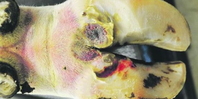 Akutes Stadium der Erdbeerkrankheit. Diese Kuh hat Schmerzen im Bereich der Läsion und geht deutlich lahm. (Bild Nutztierklinik)