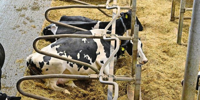 Eine gute Tierhaltung reicht nicht: Beim baulichen Tierschutz geht es um Zentimeter. Etwa bei der Höhe des Bugholzes in den Boxen.