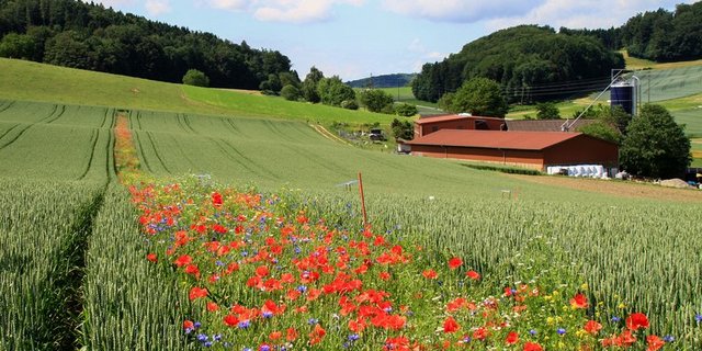Blühstreifen tragen zur Reduktion des Einsatzes von synthetischen Pflanzenschutzmitteln bei. (Bild Matthias Tschumi/Agroscope)