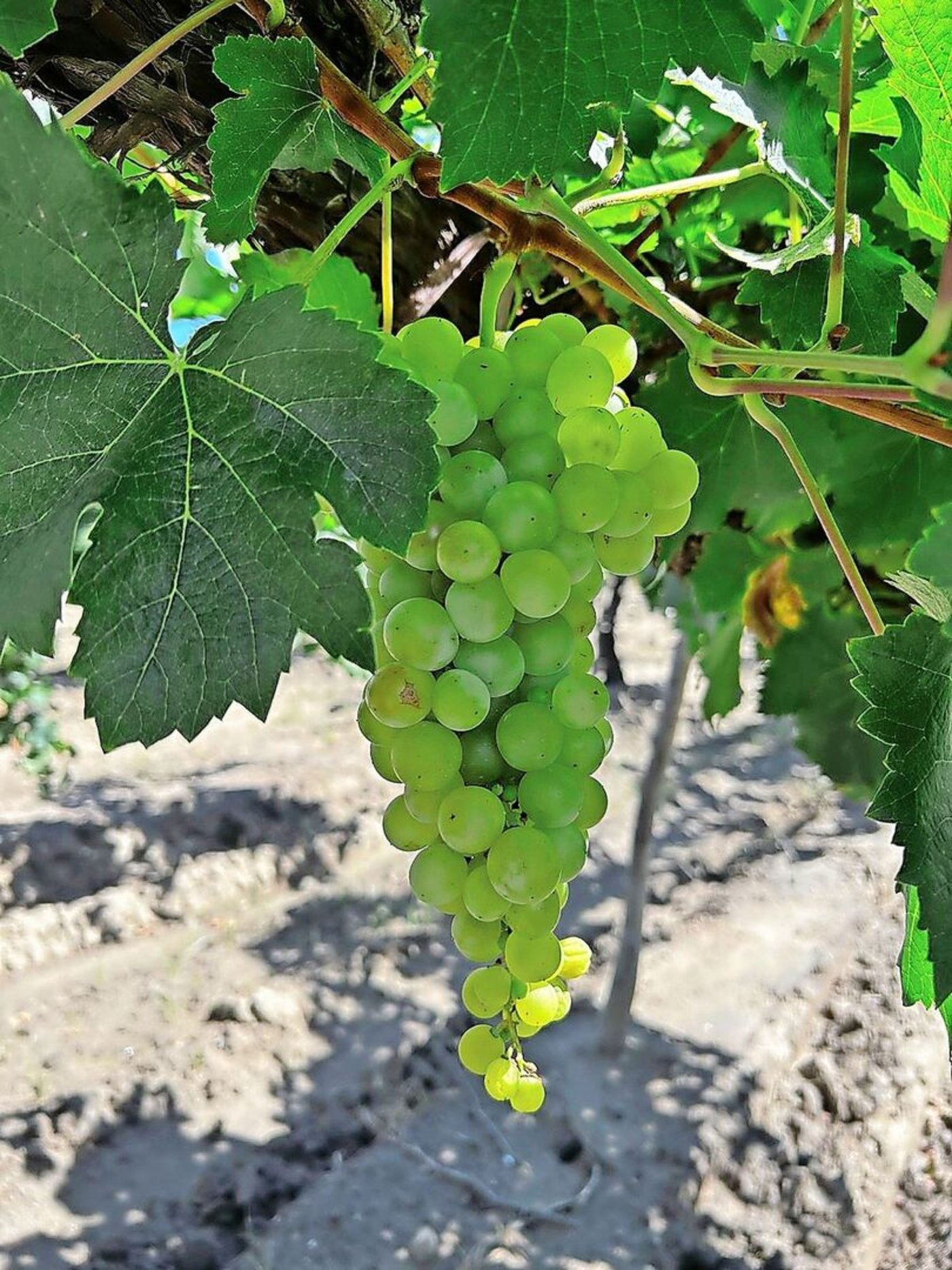 Die berühmte einheimische Weissweintraube Torrontés.