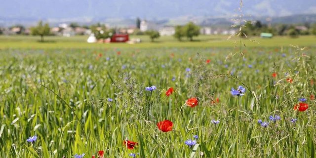 Seit Beginn der Bio-Offensive im Frühling 2016 haben 165 Betriebe ihre Bewirtschaftung auf biologische Produktion umgestellt. (Bild lid)