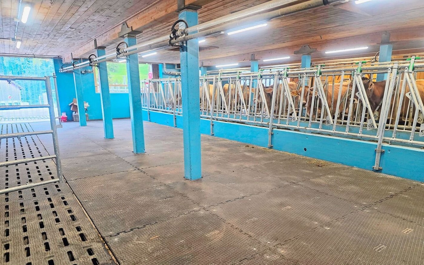 Die blaue Farbe hat der Viehzüchter selbst angebracht. Das Blau solle die Tiere beruhigen, sagt er.