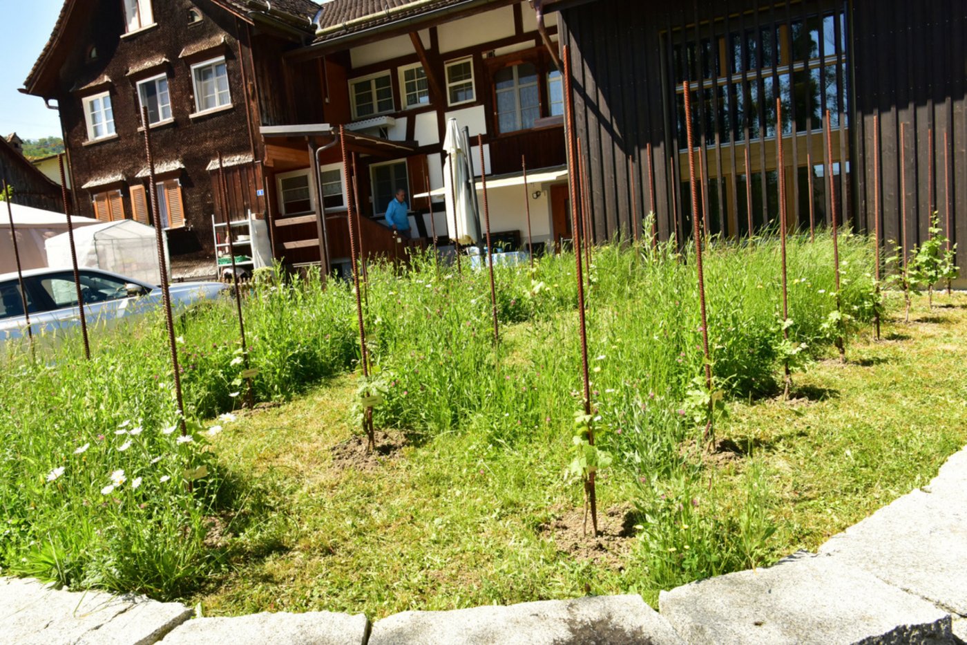 Der Rebberg vor dem Haus des St. Galler Weins ist lediglich 50 Quadratmeter gross. Er bietet aber Platz für 31 Sorten (Bild Heidy Beyeler)