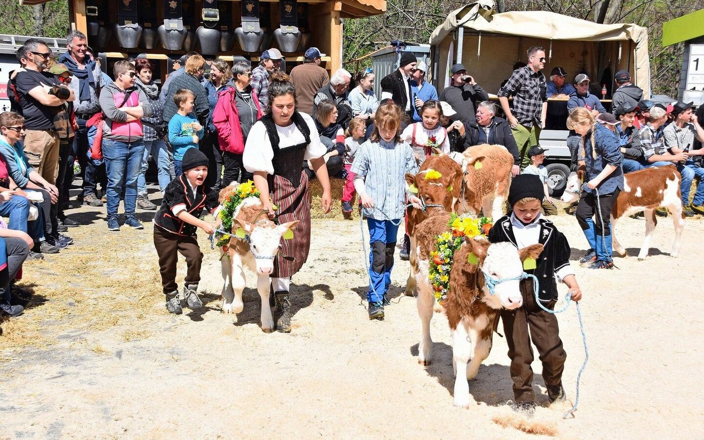 Wie immer ist auch der Kälberwettbewerb ein grosser Publikumsmagnet. Die Züchterinnen und Züchter von morgen präsentierten schon mal ihre zukünftigen Missen respektive ihre Kälber.