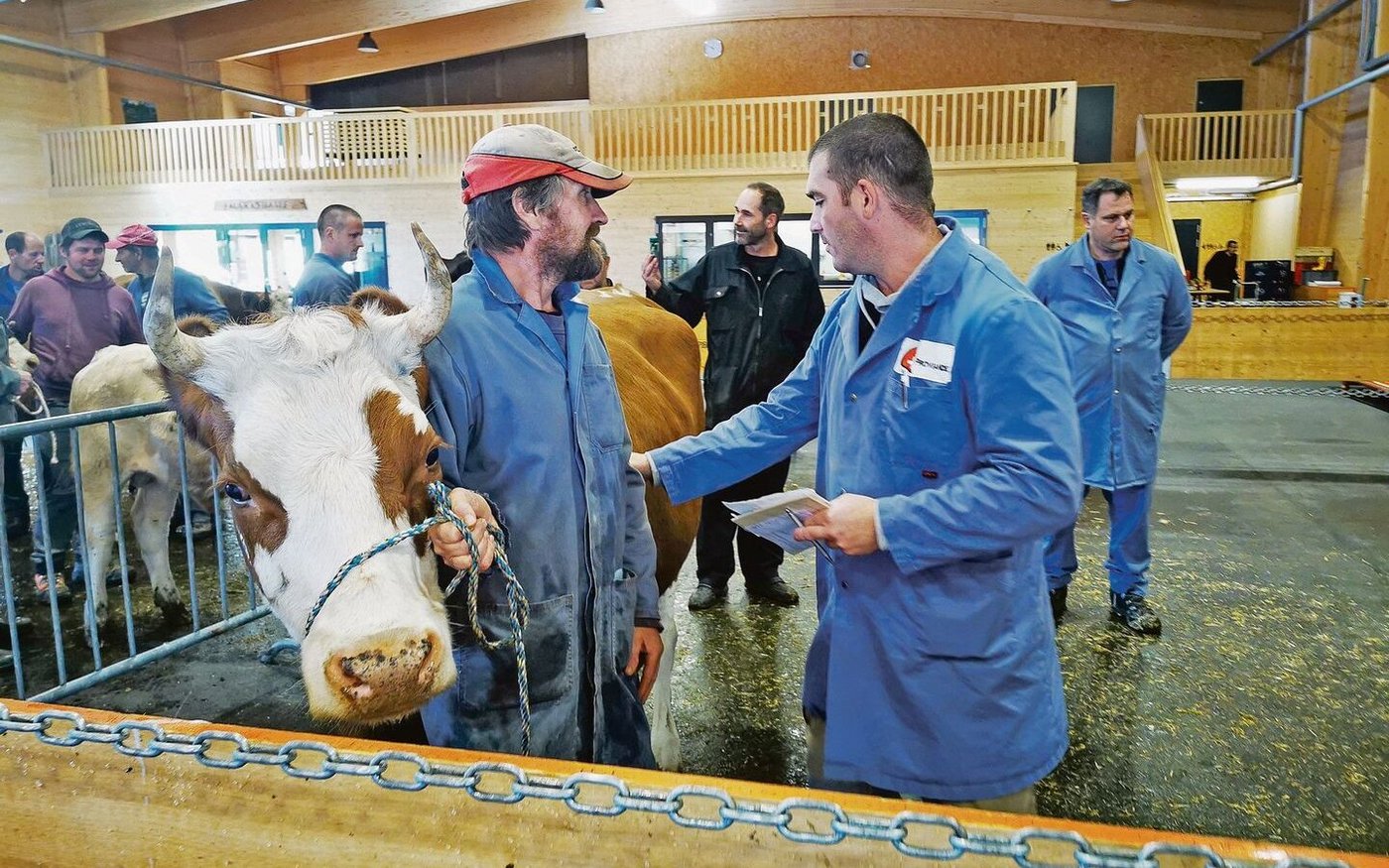 Öffentliche Märkte sind ein wichtiger Ort der Preisbildung beim Schlachtvieh. Hier herrschen aber auch zahlreiche geschriebene und ungeschriebene Gesetze des Viehhandels.