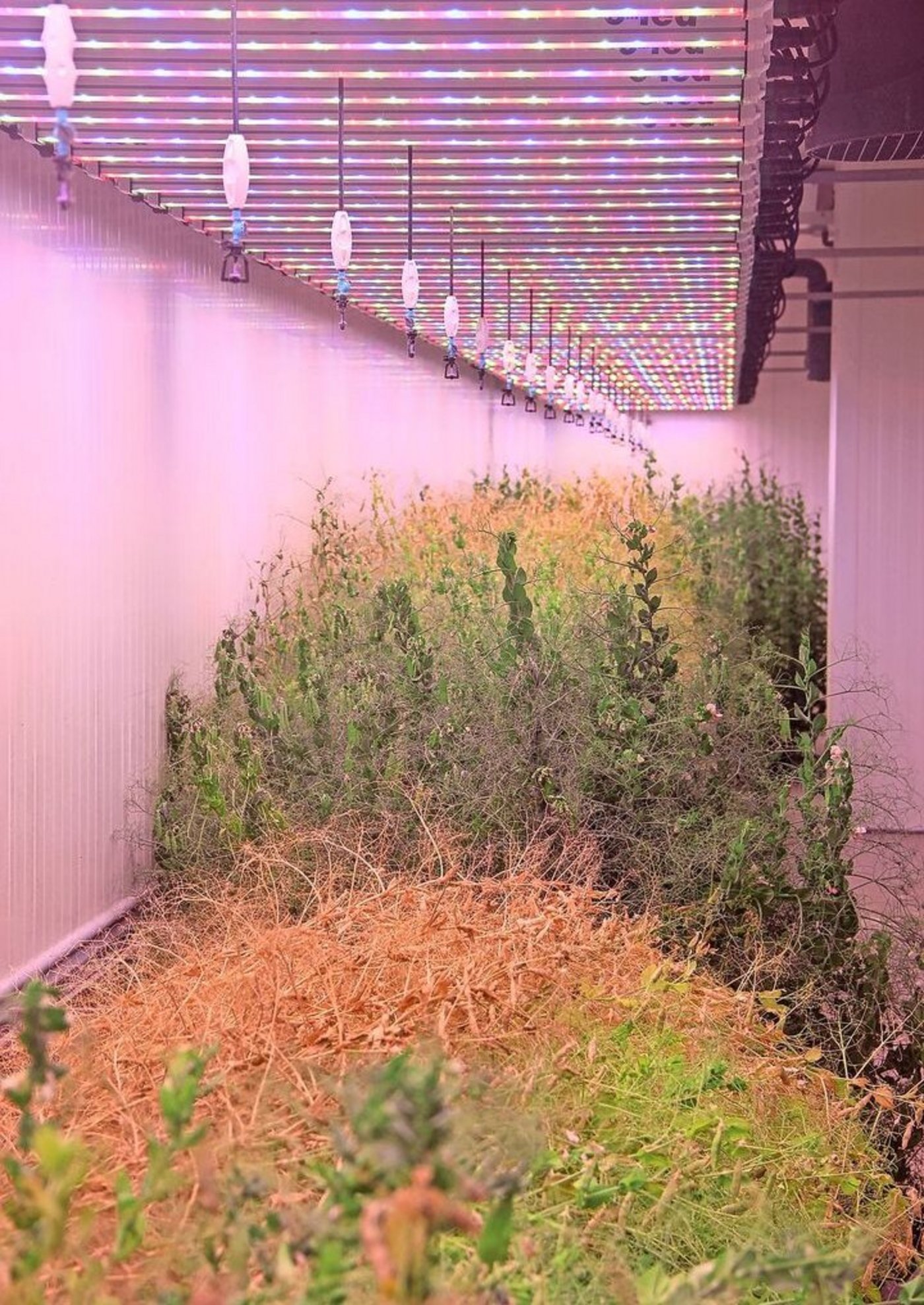 Die Züchtung von Hülsenfrüchten ist aufwendiger als jene von Getreide. Es läge aber viel Potenzial in angepassten Sorten.