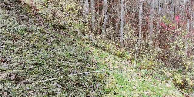 Die Drei-Meter-Regel wurde beim Güllen offensichtlich übertreten.(Bilder zVg)