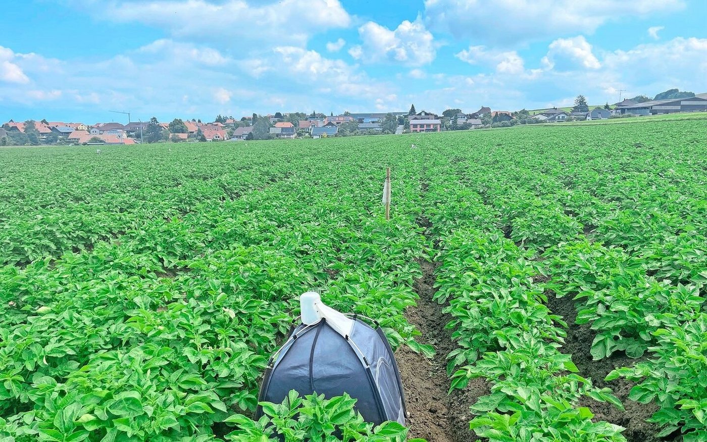 In solchen Zeltfallen werden Zikaden gesammelt, um Einflug und Entwicklung der Insekten zu überwachen.