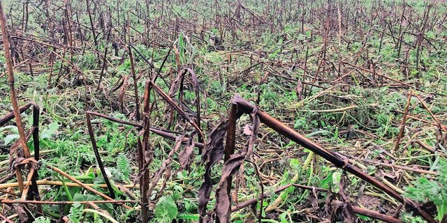 Entscheidend dafür, dass die Gründüngung wie gewünscht abfriert, ist ihr Entwicklungsstand – und damit der Saatzeitpunkt.