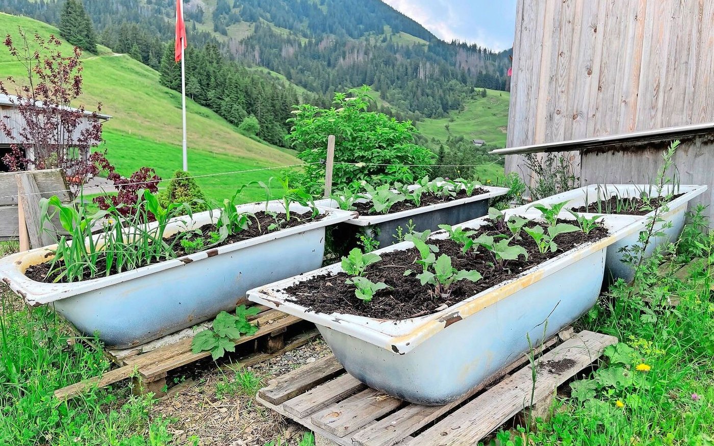 Sogenanntes Badewannen-Upcycling: Hochbeete der anderen Art auf dem Betrieb Eschitannen bei Familie Murpf.