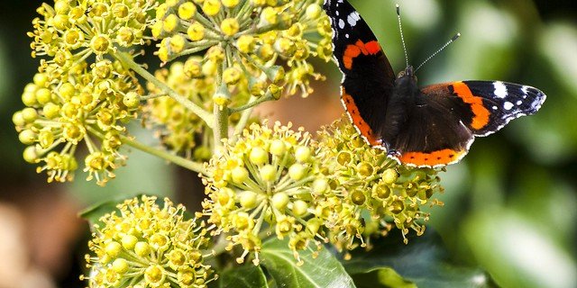 Auch wenn in einem Ökosystem vielleicht zunächst nur einzelne Arten verschwinden, sei dies ein wichtiger Indikator, dass etwas schief laufe. (Bild Flickr/Kathy Büscher)