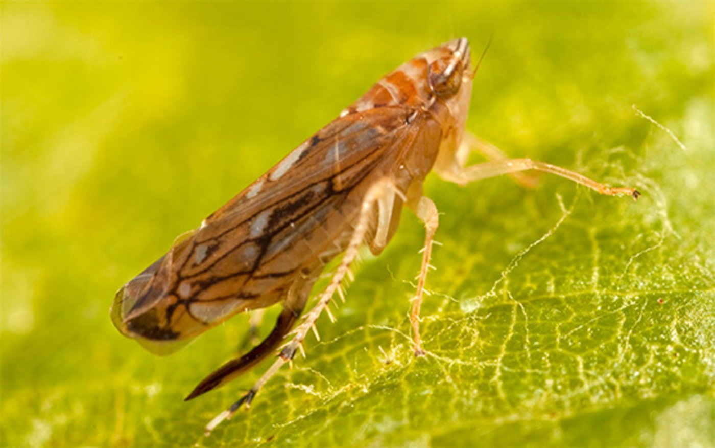 Die Goldgelbe Vergilbung kann entweder von Rebe zu Rebe oder durch die amerikanische Rebzikade (Scaphoideus titanus) übertragen werden. (Bild Agroscope)