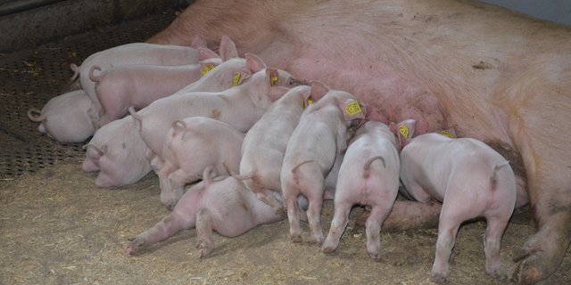 Der Erreger greift Hirn und Rückenmark der Tiere an und führt zum sogenannten "Ferkelzittern", bei dem die Tiere zu stark zittern, um Nahrung zu sich zu nehmen. (Bild BauZ)