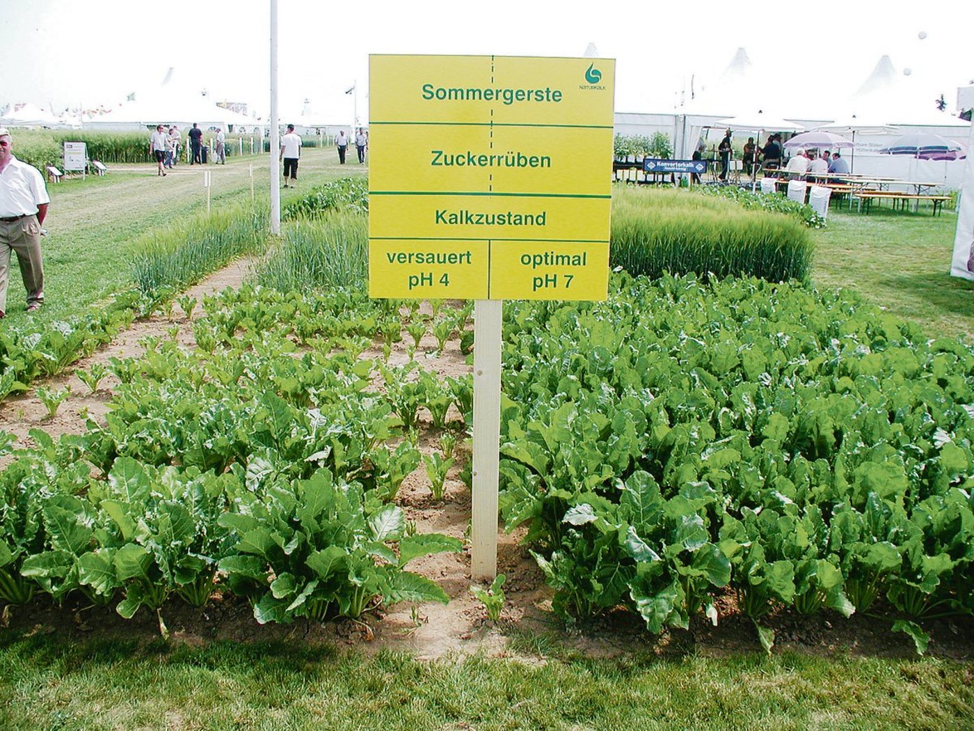 Ein zu tiefer pH-Wert im Boden vertragen die meisten Kulturen schlecht, auch die Zuckerrüben. (Bild Andi Distel)