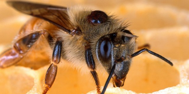 Varroa-Milben parasitieren Honigbienen und schwächen sie, indem sie ihre Fett-Reserven wegfrisst. (Bild Pixabay)