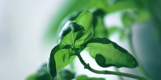 Basilikum wird offenbar als Küchenkraut immer beliebter. (Bild pd)