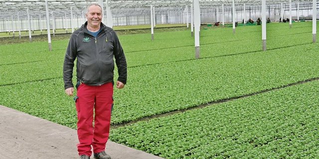 Der Alltag mit zunehmenden Vorschriften und abnehmenden Möglichkeiten im Bereich Pflanzenschutz wird schwieriger. Dennoch hat Thomas Wyssa, hier in einem seiner Gewächshäuser stehend, in dem Nüssler wächst, das Lachen nicht verloren.  
