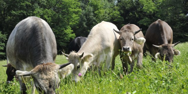 Bio Weide Beef-Tiere auf der Weide: Der Biofleischmarkt entwickelt sich oft entkoppelt vom konventionellen Markt. (Bild FiBL / Marion Nitsch)