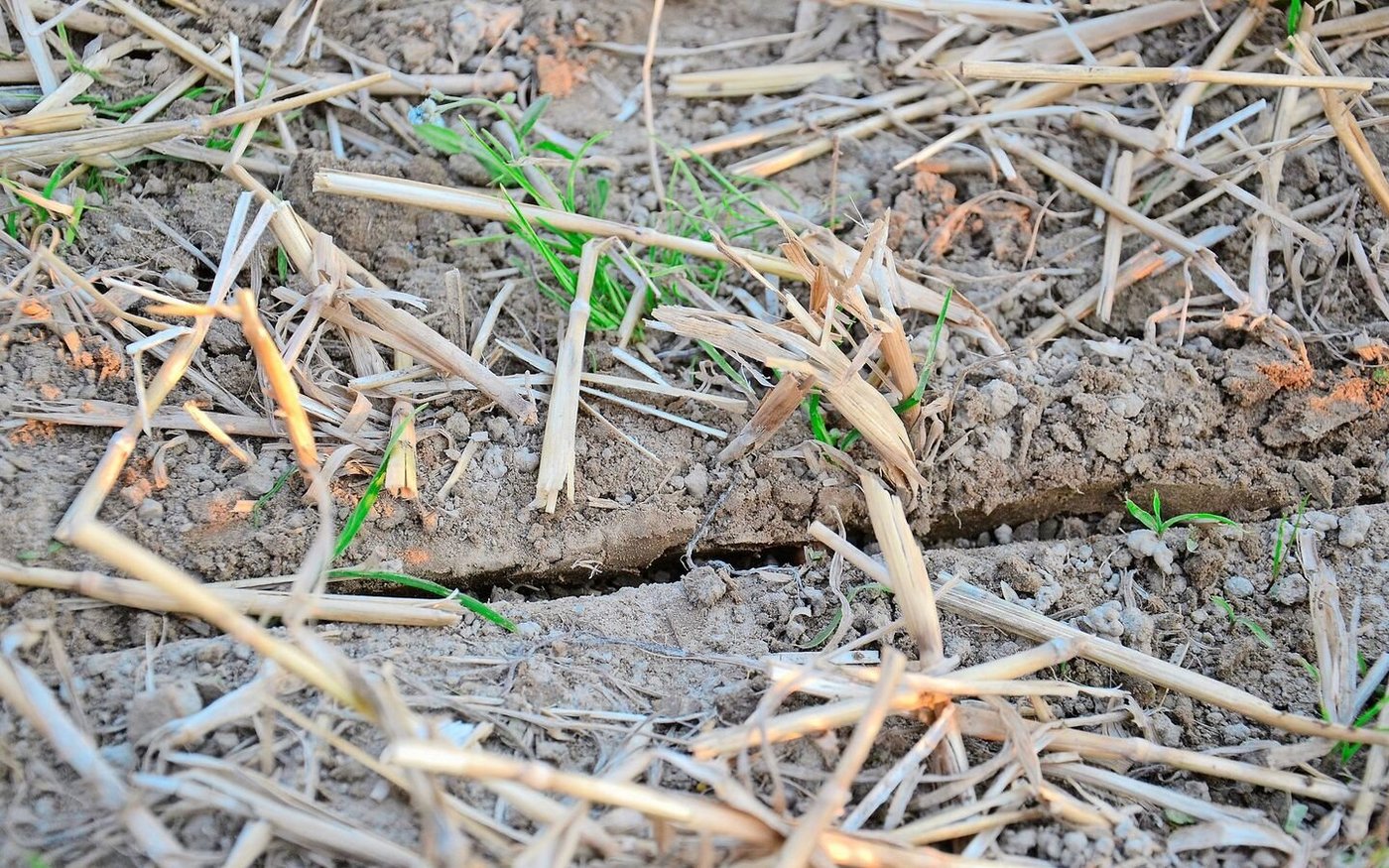 Die Agrisem mBoss macht mit schräg gestellten Scheiben (Undercut) eine Drillsaat auf 1 – 10 cm. Die Bodenoberfläche bleibt weitgehend unberührt.