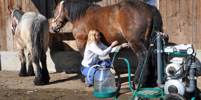 Mit einer umgebauten Geissen-Melkmaschine kann Tamara Wülser die Ardenner-Stute melken. Dazu braucht es viel Feingefühl und ein vertrautes Verhältnis zur Stute. Das Fohlen bleibt in der Nähe. (Bild zVg)
