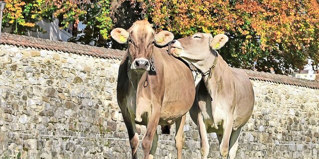 Verlässliche Partner sind gemäss Unternehmer Andreas Kümin insbesondere in anspruchsvollen Situationen für einen nachhaltigen Erfolg von Unternehmen entscheidend.