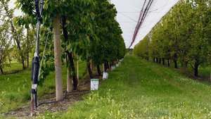 Die Ostschweizer Obstproduzenten wappnen sich mit Frostkerzen. Die Kälte anfangs Woche gab schon einen Vorgeschmack. 