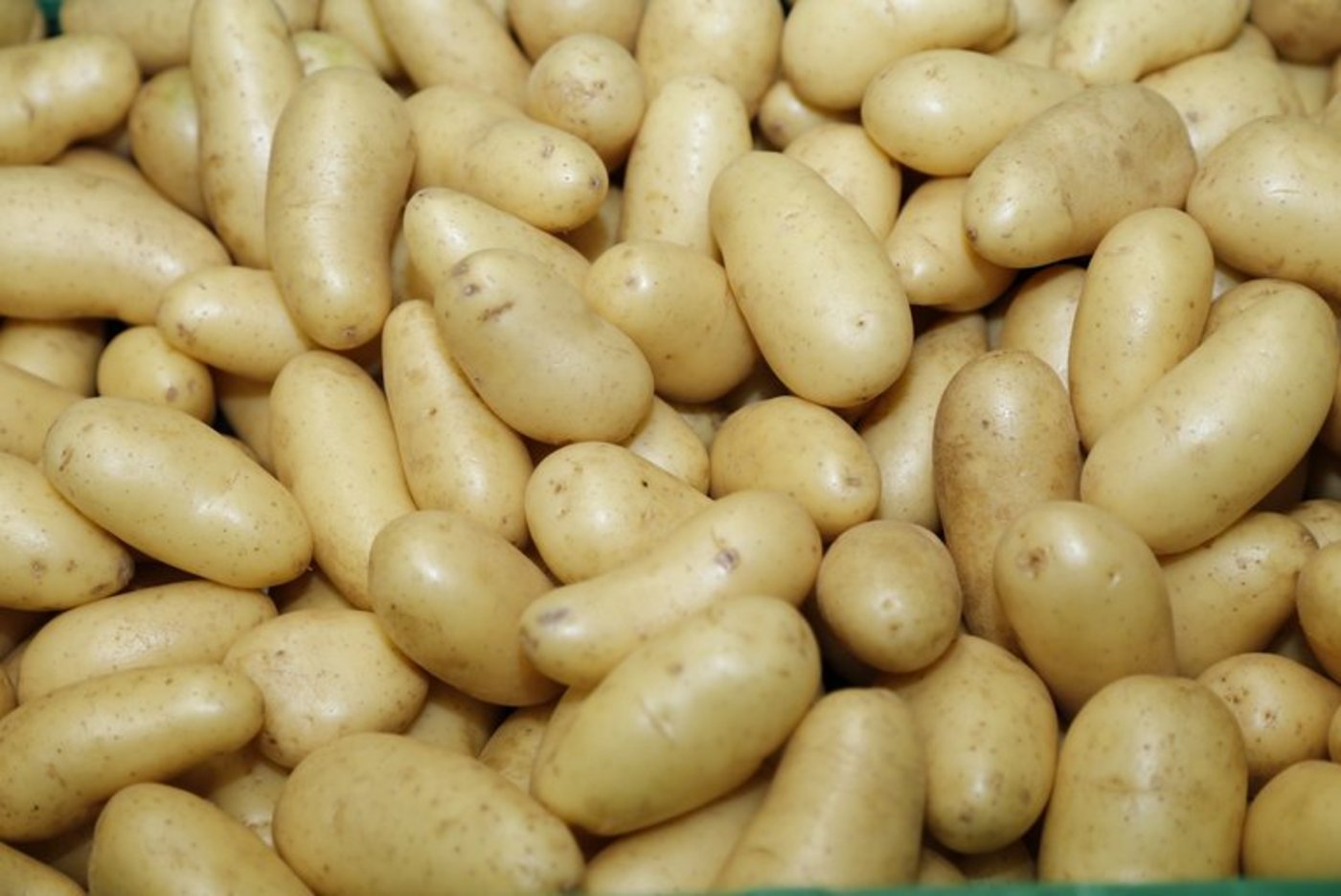 Pflanzkartoffeln sind in den meisten Ländern teure Mangelware. (Bild lid)