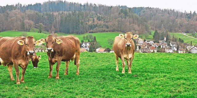 Im Februar geniessen die Kühe in Gretzenbach bereits frisches Grün von der Weide.